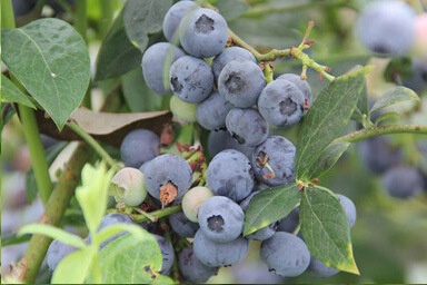 Planta Arandano Ozarkblue Maceta 4 Litros